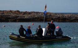 mola mola